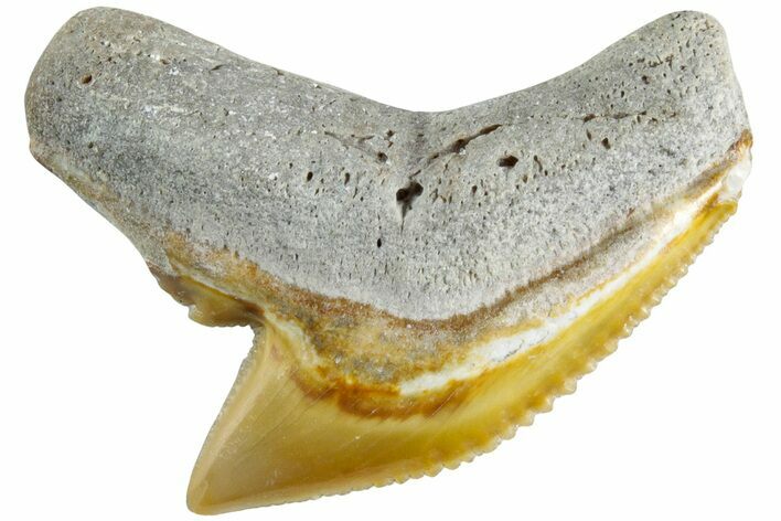 Colorful, Fossil Tiger Shark Tooth - Bone Valley, Florida #235584